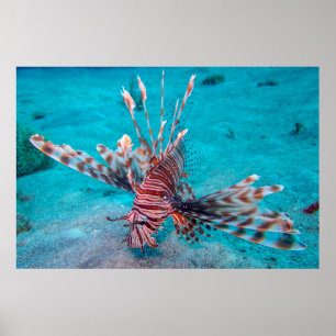 Poster Beaux poissons rouges de lion