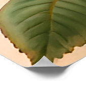 Poster Beaux Roses rouges, roses et coraux (Coin)