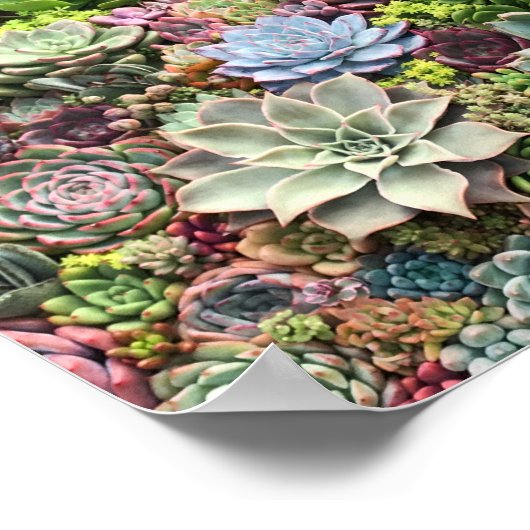 Poster Beaux succulents (Coin)