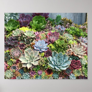 Poster Beaux succulents