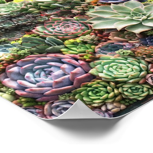 Poster Beaux succulents (Coin)