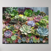 Poster Beaux succulents (Devant)