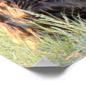 Poster Beaver (Coin)