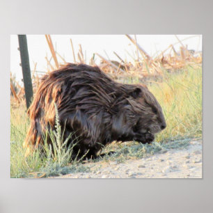 Poster Beaver