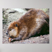 Poster Beaver (Devant)