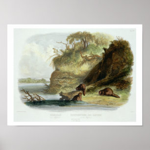 Poster Beaver la hutte sur le Missouri, plaquez 17 du