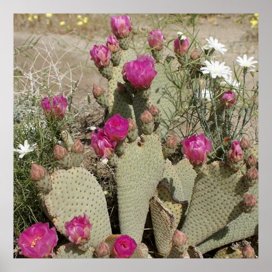 Poster Beavertail Cactus (Devant)
