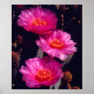 Poster Beavertail Cactus Flowers 2