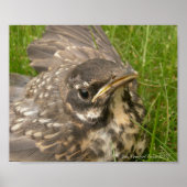 Poster Bébé (Devant)