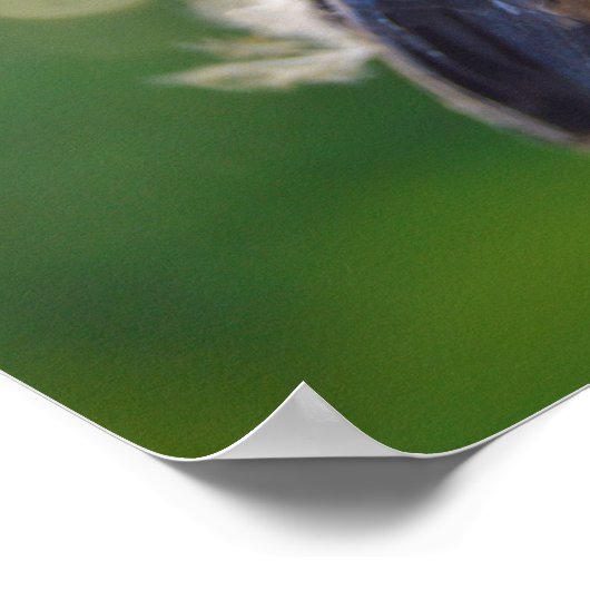 Poster Bébé (Coin)