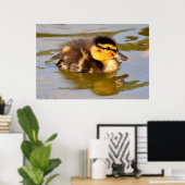 Poster Bébé adorable canard dans l'étang (Bureau à domicile)