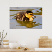 Poster Bébé adorable canard dans l'étang (Cuisine)