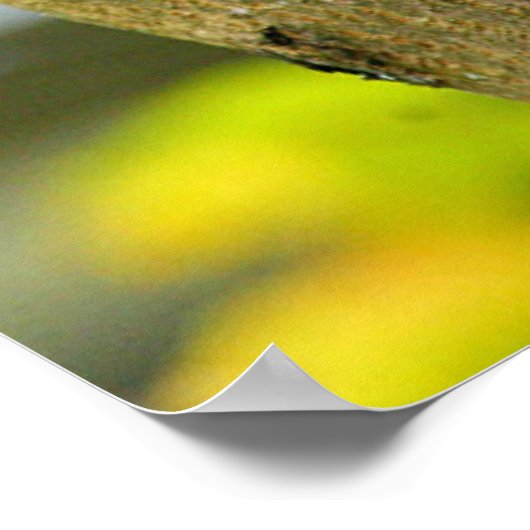 Poster Bébé adorable Raccoons (Coin)