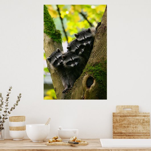 Poster Bébé adorable Raccoons (Cuisine)