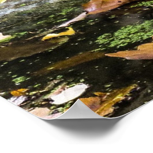 Poster Bébé adorable Tiger Cub (Coin)