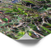 Poster Bébé alligator herbe marais Floride Photo (Coin)