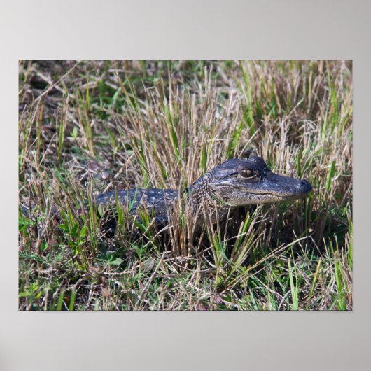Poster Bébé alligator herbe marais Floride Photo (Devant)