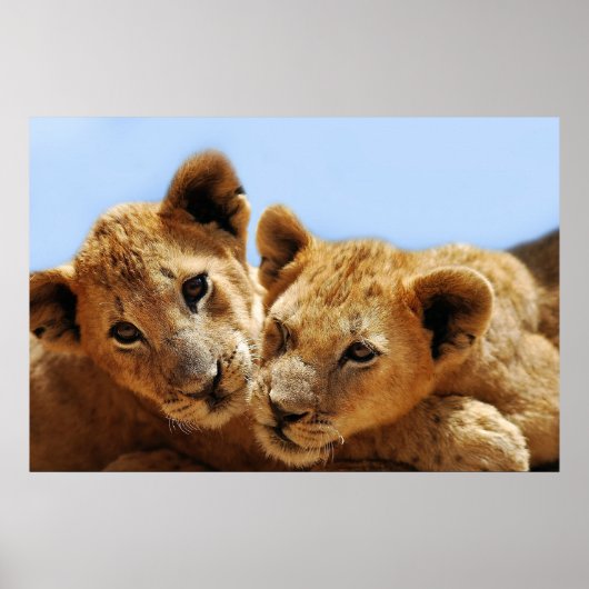 Poster Bébé amour lion (Devant)