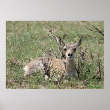 Bébé Antilope d'Amérique A7 Tête en Haut