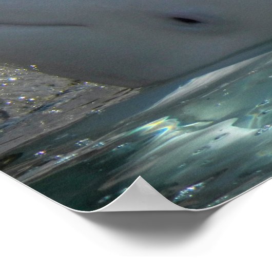 Poster Bébé blanc Beluga (Coin)