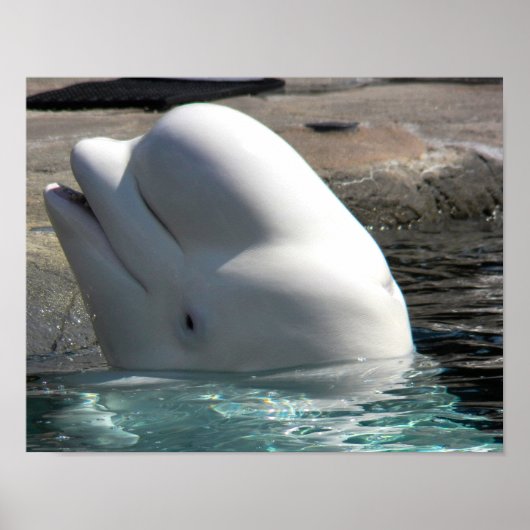 Poster Bébé blanc Beluga (Devant)