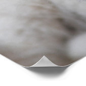 Poster Bébé blanc de bébé de six semaines (Coin)