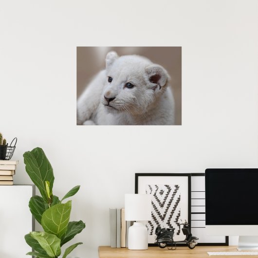 Poster Bébé blanc de bébé de six semaines (Bureau à domicile)