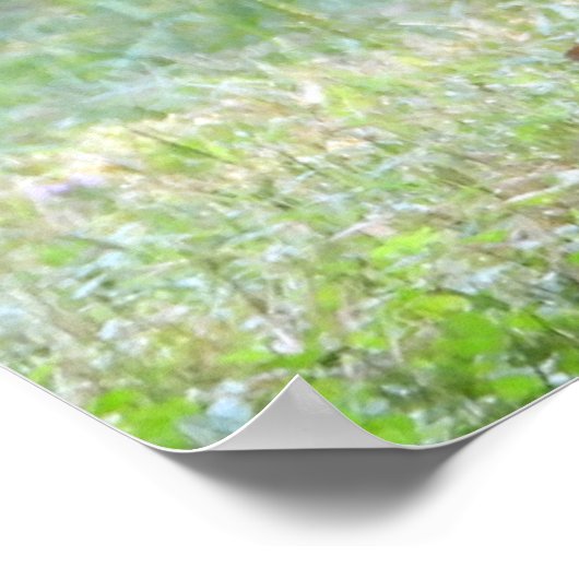 Poster Bébé Blanc Quincé Cerf Fawn (Coin)