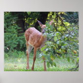 Poster Bébé Blanc Quincé Cerf Fawn (Devant)