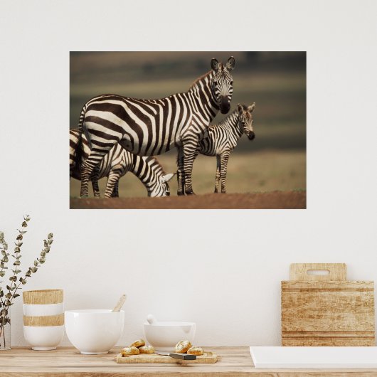 Poster Bébé Burchell's Zebra avec mère (Cuisine)