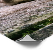 Poster Bébé Canards (Coin)