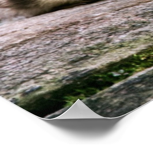 Poster Bébé Canards (Coin)