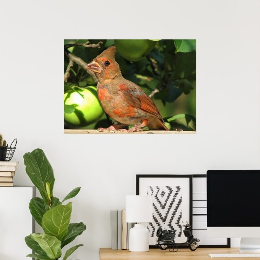 Poster Bébé Cardinal (Bureau à domicile)