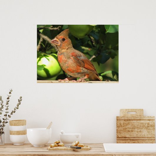 Poster Bébé Cardinal (Cuisine)
