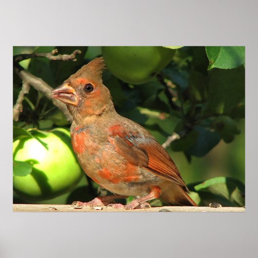 Poster Bébé Cardinal (Devant)