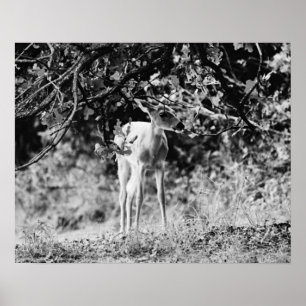 Poster Bébé Cerf Fawn Photographie Art Imprimer