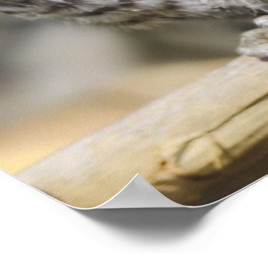 Poster Bébé - Chouette (Coin)