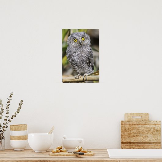 Poster Bébé - Chouette (Cuisine)