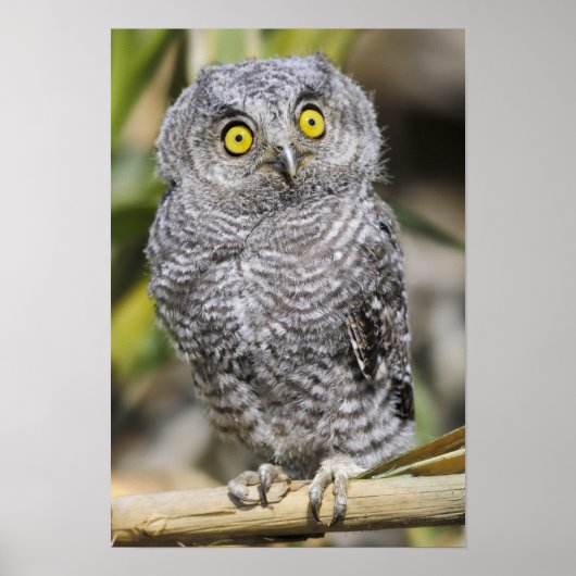 Poster Bébé - Chouette (Devant)