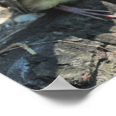 Poster Bébé cire animal d'oiseaux (Coin)