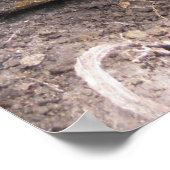 Poster Bébé couleuvre à bec (Coin)