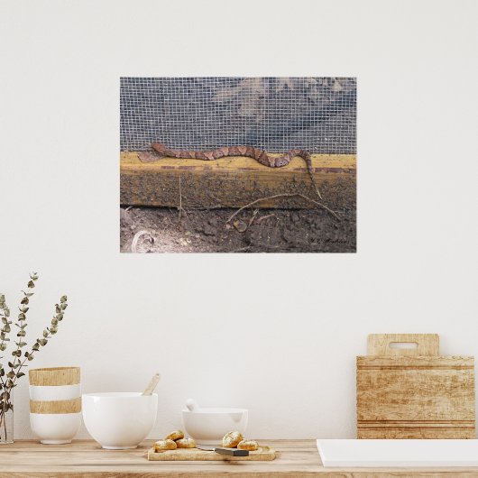 Poster Bébé couleuvre à bec (Cuisine)