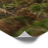 Poster Bébé de cerfs à queue blanche, Kentucky, âgé de de (Coin)