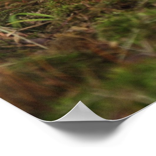 Poster Bébé de cerfs à queue blanche, Kentucky, âgé de de (Coin)