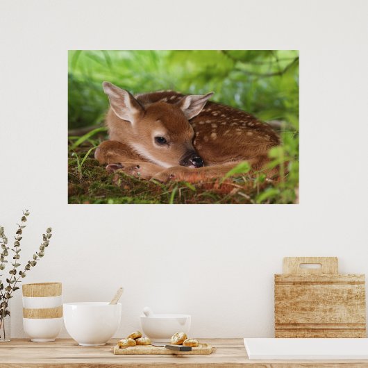 Poster Bébé de cerfs à queue blanche, Kentucky, âgé de de (Cuisine)