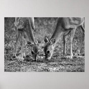 Poster Bébé Deer Fawns Pâturage d'art photographique Impr