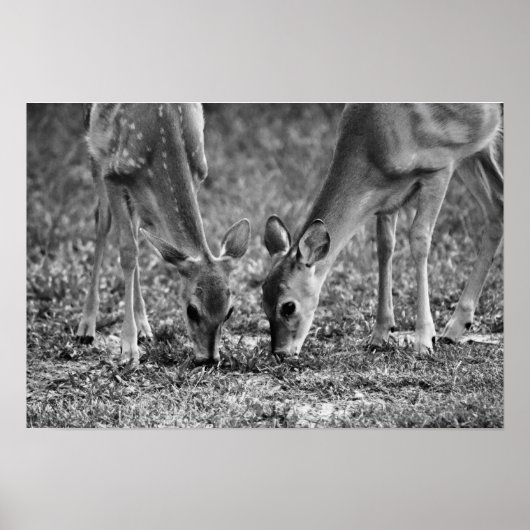 Poster Bébé Deer Grazing Art photographique Imprimer (Devant)