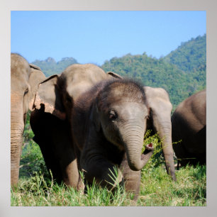 Poster Bébé éléphant
