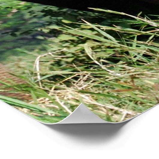 Poster Bébé éléphant (Coin)