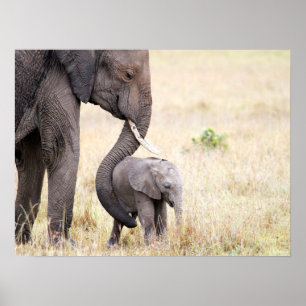 Poster bébé éléphant avec la photo d'amour de la mère